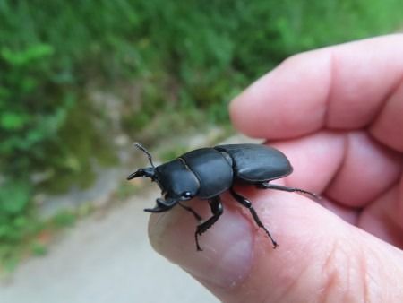 Dorcus parallelipipedus  - Jose Manuel Unanue