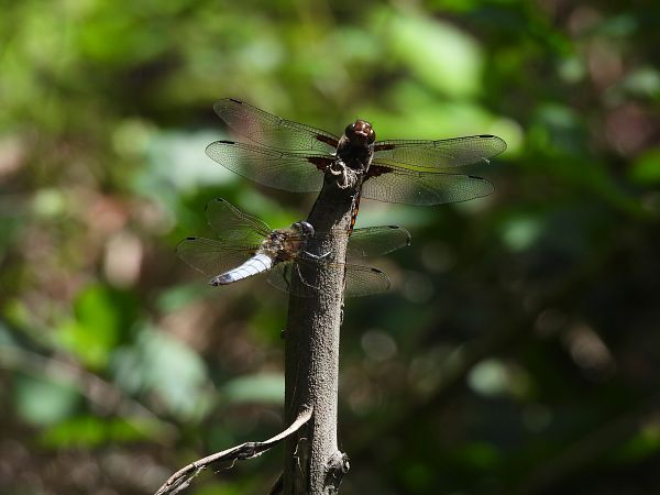 Libellula fulva  - Oier Frias