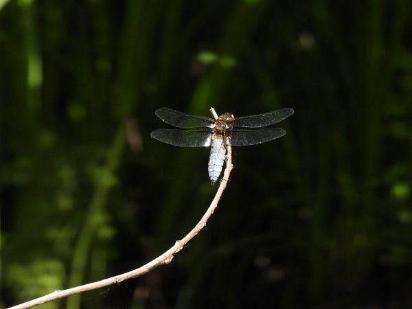 Libellula depressa  - Oier Frias