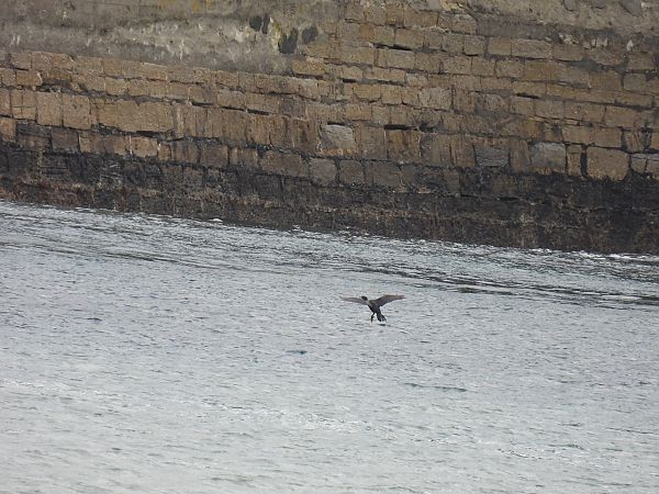 Great Cormorant  - Juana Oyanguren