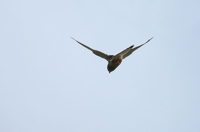 Belatz gorria  - Juana Oyanguren