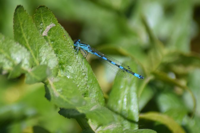 Coenagrion mercuriale  - Ansola Ibarzabal