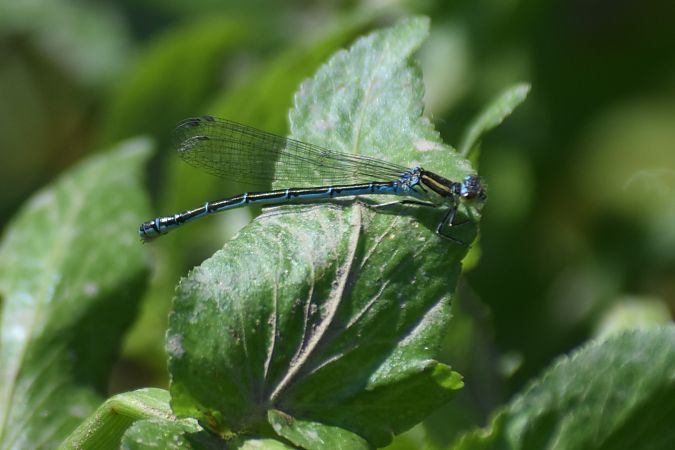 Coenagrion mercuriale  - Ansola Ibarzabal