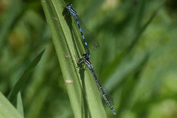 Coenagrion mercuriale  - Ansola Ibarzabal