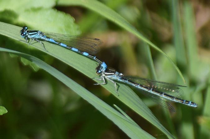 Coenagrion mercuriale  - Ansola Ibarzabal