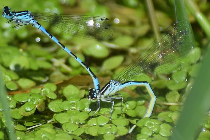 Coenagrion mercuriale  - Ansola Ibarzabal