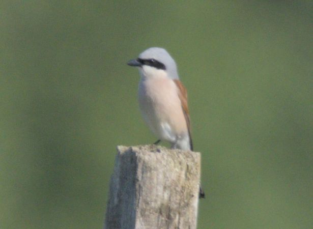 Antzandobi arrunta  - Tronko Mendi