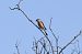 Red-backed Shrike - Joseba Amenabar
