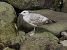 Larus cachinnans © Alfredo Valiente