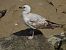 Larus cachinnans  - Alfredo Valiente