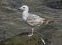 Larus cachinnans © Alfredo Valiente