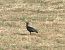 Northern Bald Ibis (Geronticus eremita) © Ivan Sarabia