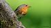 Txantxangorria (Erithacus rubecula) © Kepa Aldama
