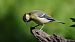 Kaskabeltz handia (Parus major) © Kepa Aldama