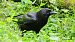 Belabeltza (Corvus corone) © Kepa Aldama