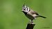 Amilotx mottoduna (Lophophanes cristatus) © Kepa Aldama