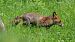 Azeri arrunta (Vulpes vulpes) © Kepa Aldama