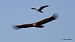 Sai arrea (Gyps fulvus) © Kepa Aldama