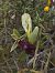 Ophrys insectifera s.l © Ricardo Gutiérrez