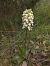 Orchis purpurea  - Ricardo Gutiérrez