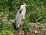 Garza Real (Ardea cinerea) © Jose Manuel Unanue