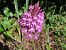 Anacamptis pyramidalis © Jose Manuel Unanue