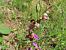 Ophrys apifera © Jose Manuel Unanue