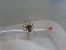Textrix denticulata  - Jose Manuel Unanue