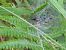 Agelena labyrinthica  - Jose Manuel Unanue