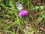 Melanargia galathea © Jose Manuel Unanue