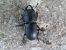 Dorcus parallelipipedus  - Jose Manuel Unanue