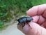 Dorcus parallelipipedus © Jose Manuel Unanue