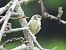 Eurasian Blue Tit - Aitor Urrutia