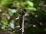 Libellula fulva © Oier Frias