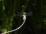 Libellula depressa © Oier Frias