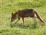 Azeri arrunta (Vulpes vulpes) © Juana Oyanguren