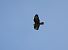 Zapelatz arrunta (Buteo buteo) © Juana Oyanguren