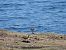 Kurlinta bekainduna (Numenius phaeopus) © Juana Oyanguren