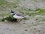 Txirritxo handia (Charadrius hiaticula) © Juana Oyanguren