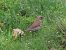 Birigarro arrunta (Turdus philomelos) © Juana Oyanguren