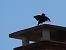 Arabazozo beltza (Sturnus unicolor) © Juana Oyanguren