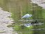 Koartzatxo txikia (Egretta garzetta) © Juana Oyanguren