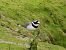 Txirritxo handia (Charadrius hiaticula) © Juana Oyanguren