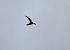 Common Swift - Juana Oyanguren