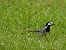 White Wagtail - Juana Oyanguren