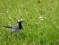 White Wagtail - Juana Oyanguren