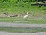 Little Egret - Juana Oyanguren