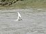 Common Tern - Juana Oyanguren