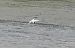 Common Tern - Juana Oyanguren