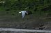 Common Tern - Juana Oyanguren